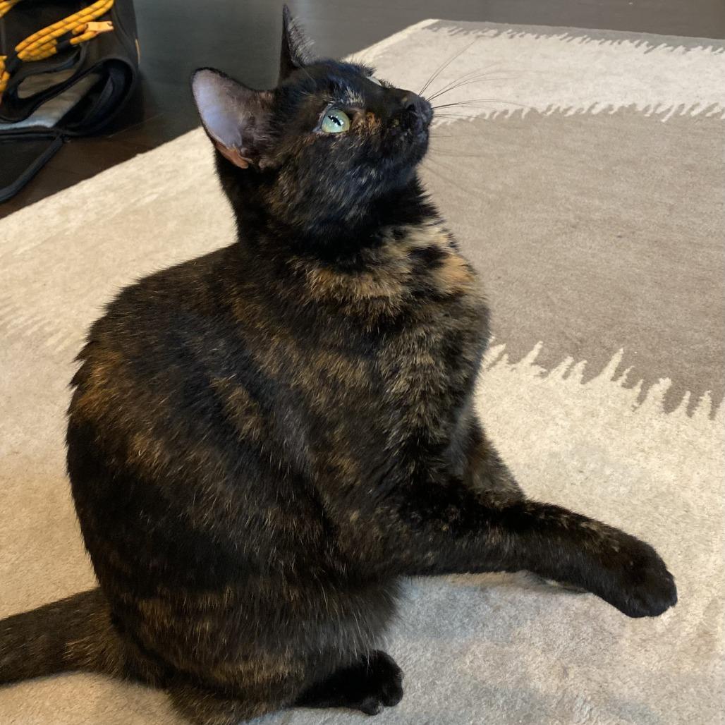 Emmy, Adoptable, Adult Female Domestic Short Hair.