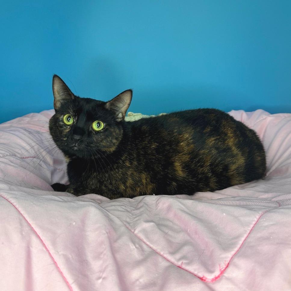 Enlarge Emmy, a Adoptable Domestic Short Hair in San Antonio, TX image 4/6