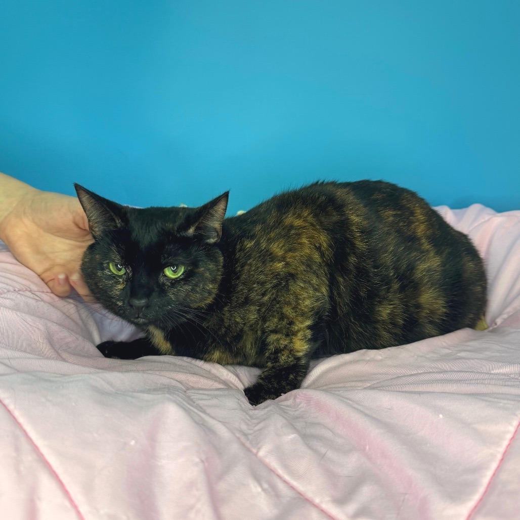 Enlarge Emmy, a Adoptable Domestic Short Hair in San Antonio, TX image 6/6