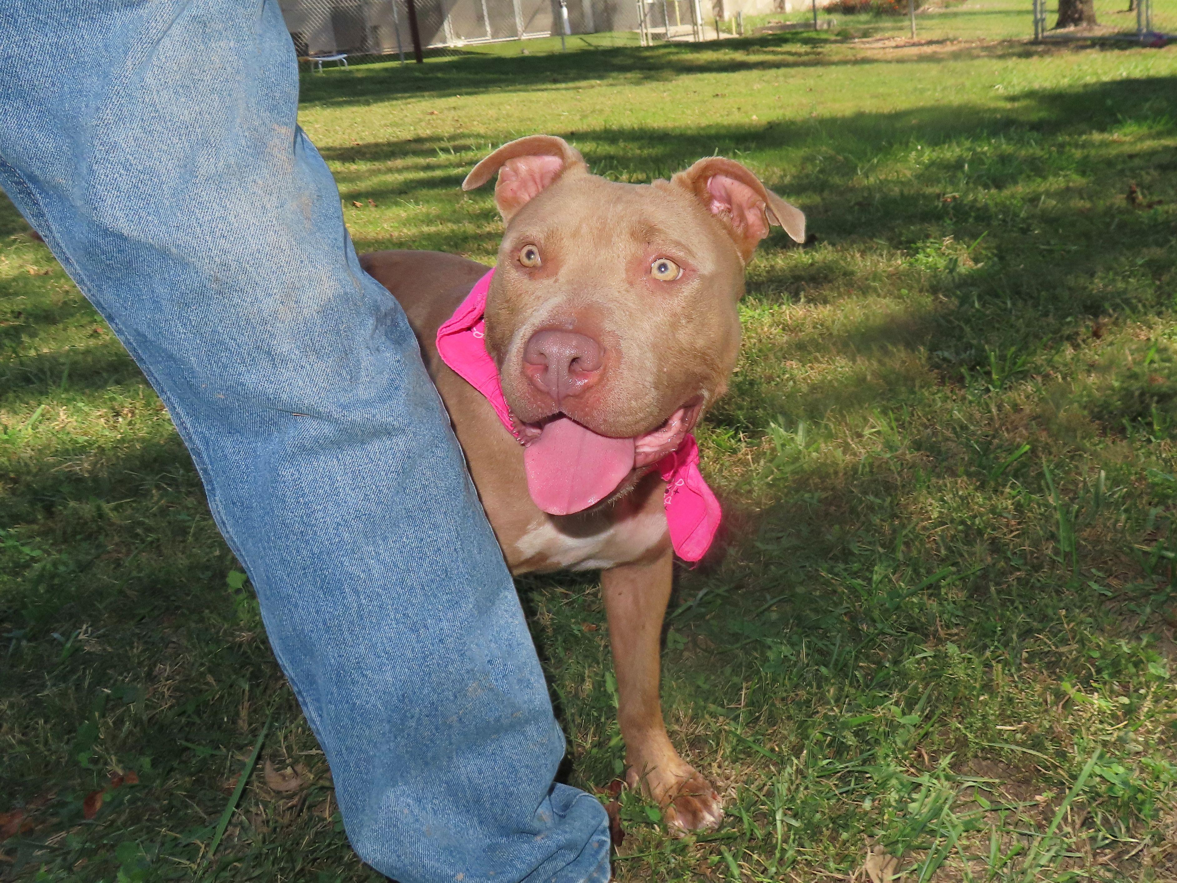Blossom 25C-277A, Adoptable, Young Female Pit Bull Terrier.