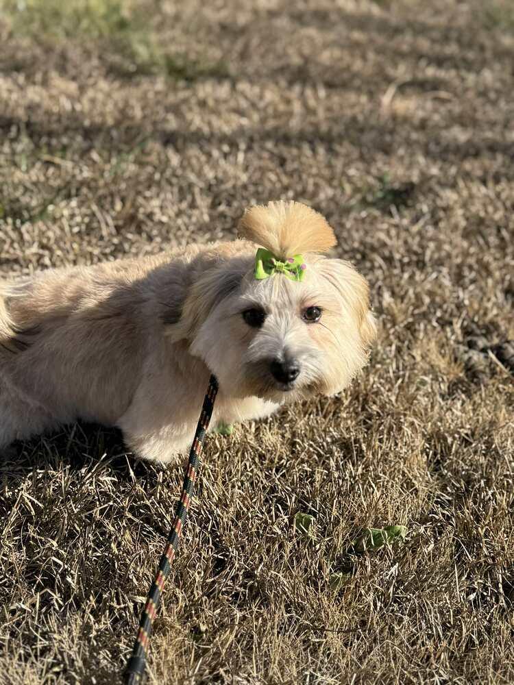 Enlarge Mittens, a Adoptable mixed breed in Wayne, NJ image 1/3