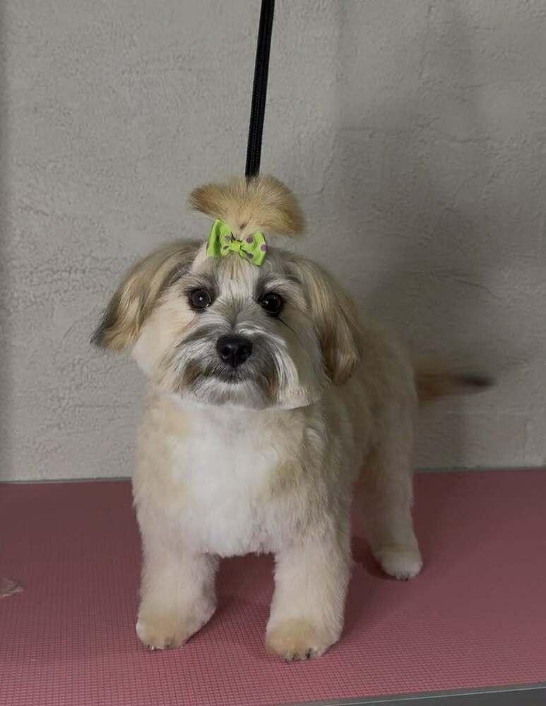 Enlarge Mittens, a Adoptable mixed breed in Wayne, NJ image 2/3