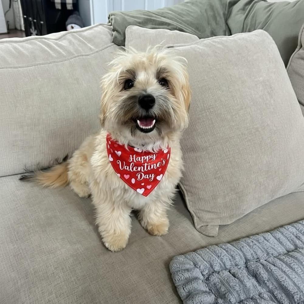 Enlarge Mittens, a Adoptable mixed breed in Wayne, NJ image 3/3