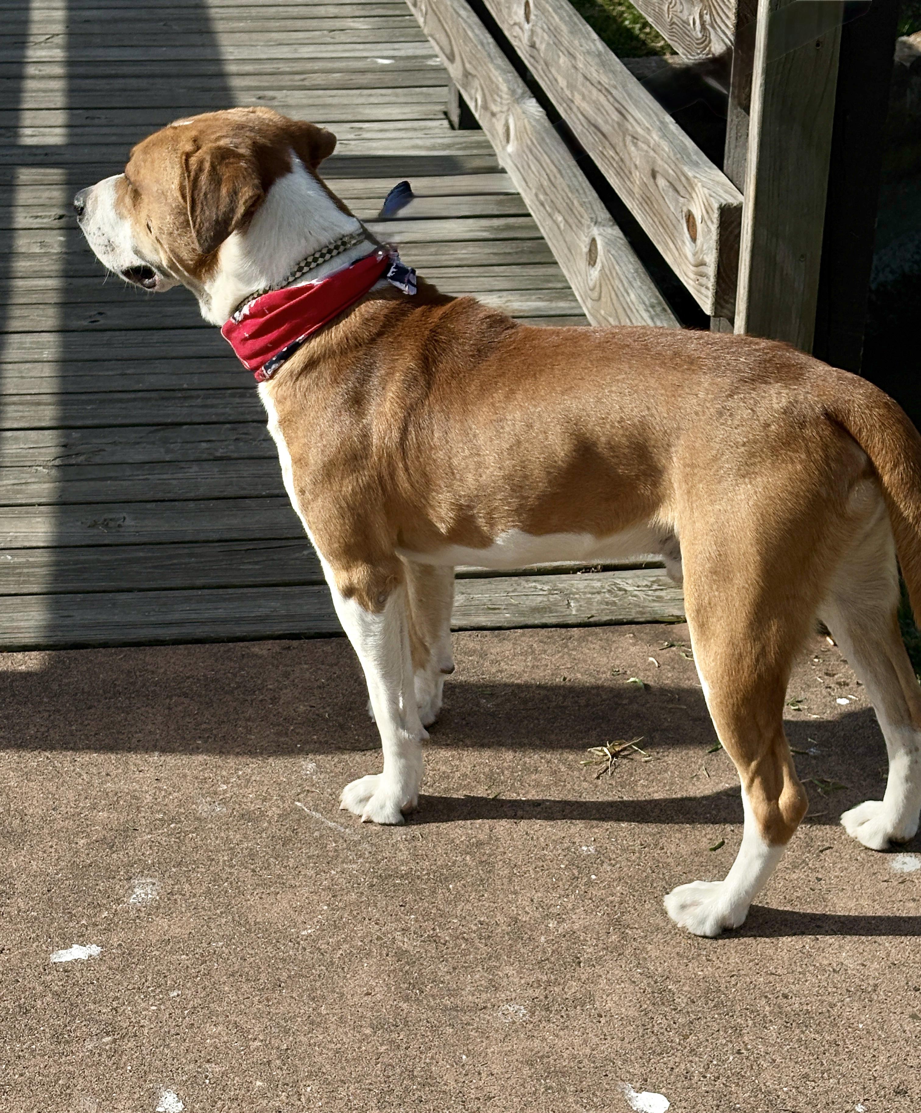 BRUNO- will make u laugh! — thumbnail 2