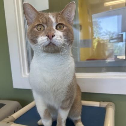Dobby, a Adoptable mixed breed in East Montpelier, VT image 1/2