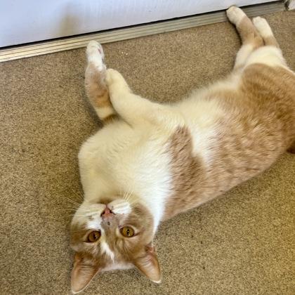Dobby, a Adoptable mixed breed in East Montpelier, VT image 2/2