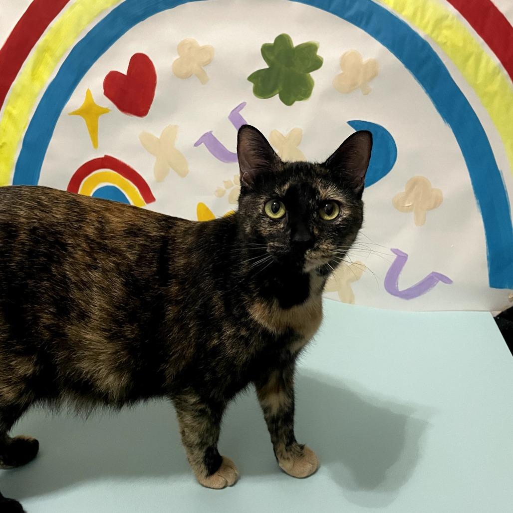 Rainbow Dash, Adoptable, Adult Female Domestic Short Hair.