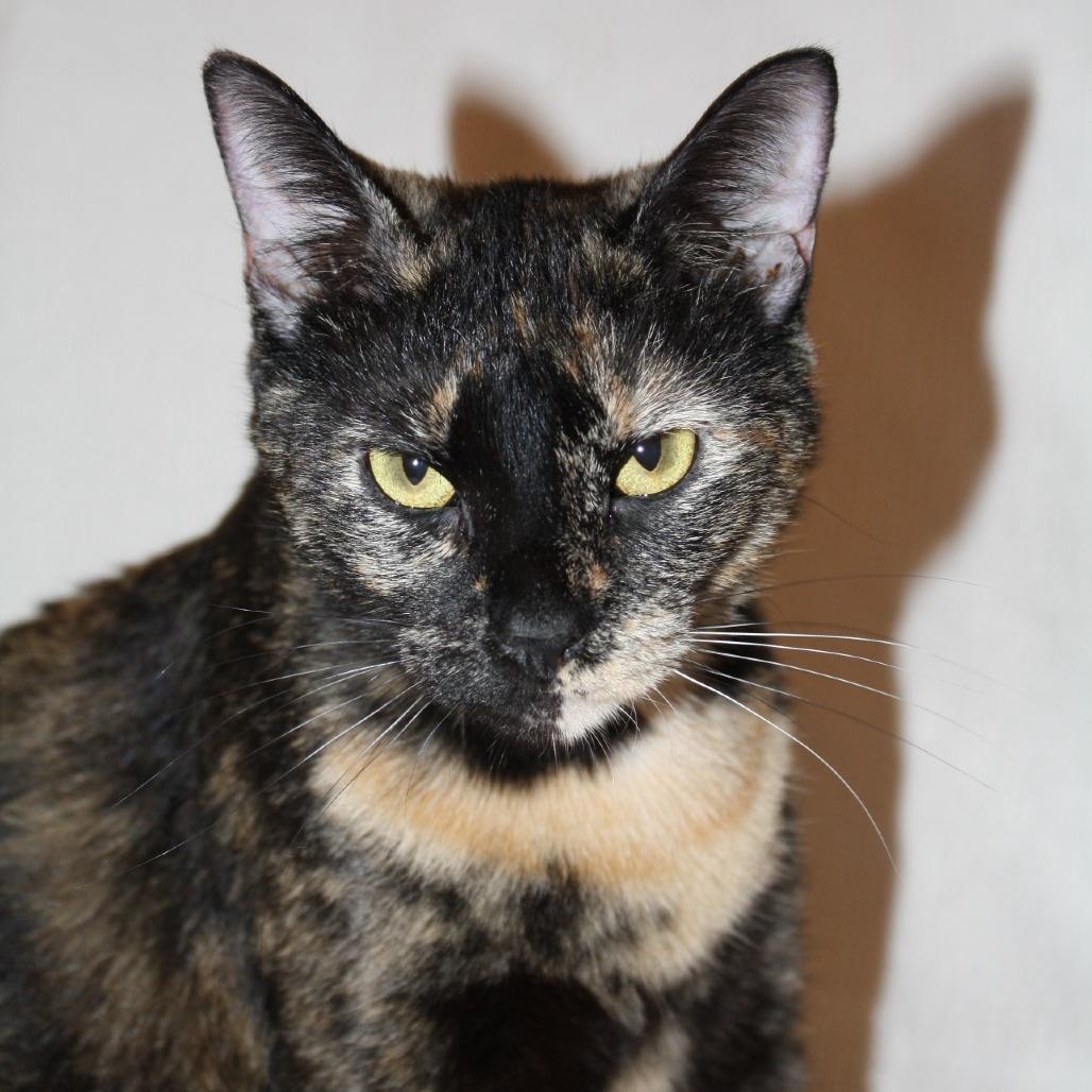 Enlarge Rainbow Dash, a Adoptable Domestic Short Hair in Lexington, KY image 1/5