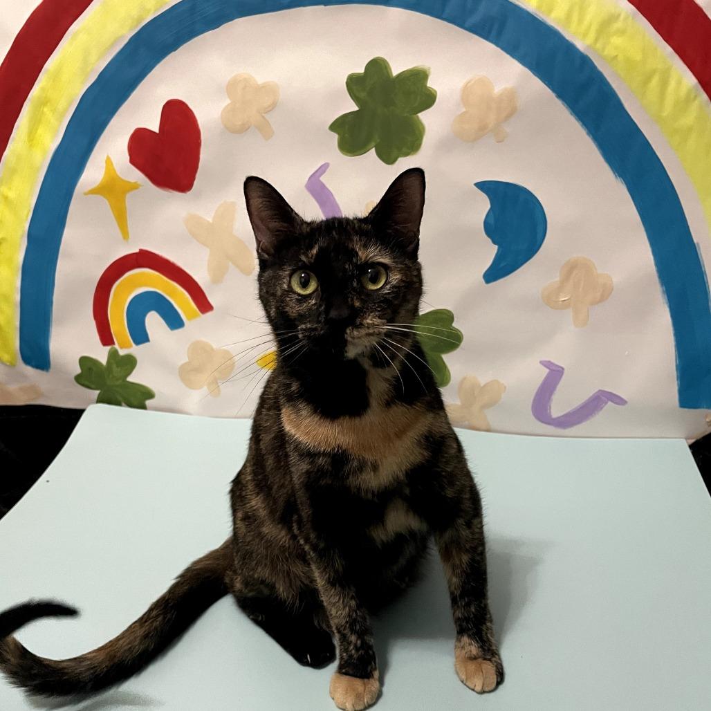 Enlarge Rainbow Dash, a Adoptable Domestic Short Hair in Lexington, KY image 2/5