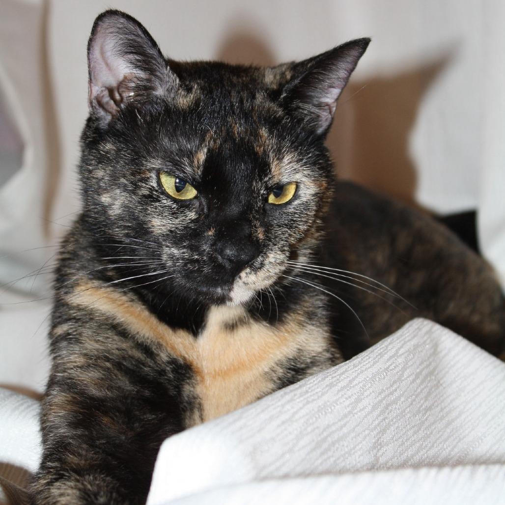 Enlarge Rainbow Dash, a Adoptable Domestic Short Hair in Lexington, KY image 2/5