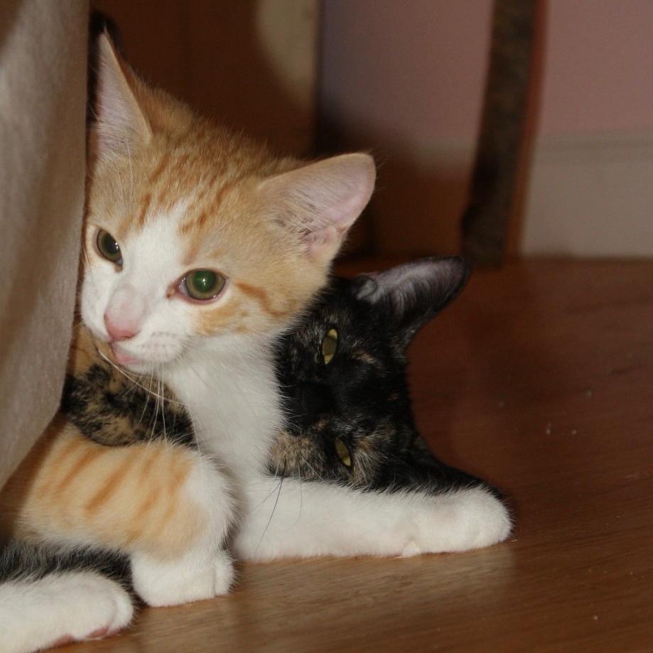 Enlarge Rainbow Dash, a Adoptable Domestic Short Hair in Lexington, KY image 3/5