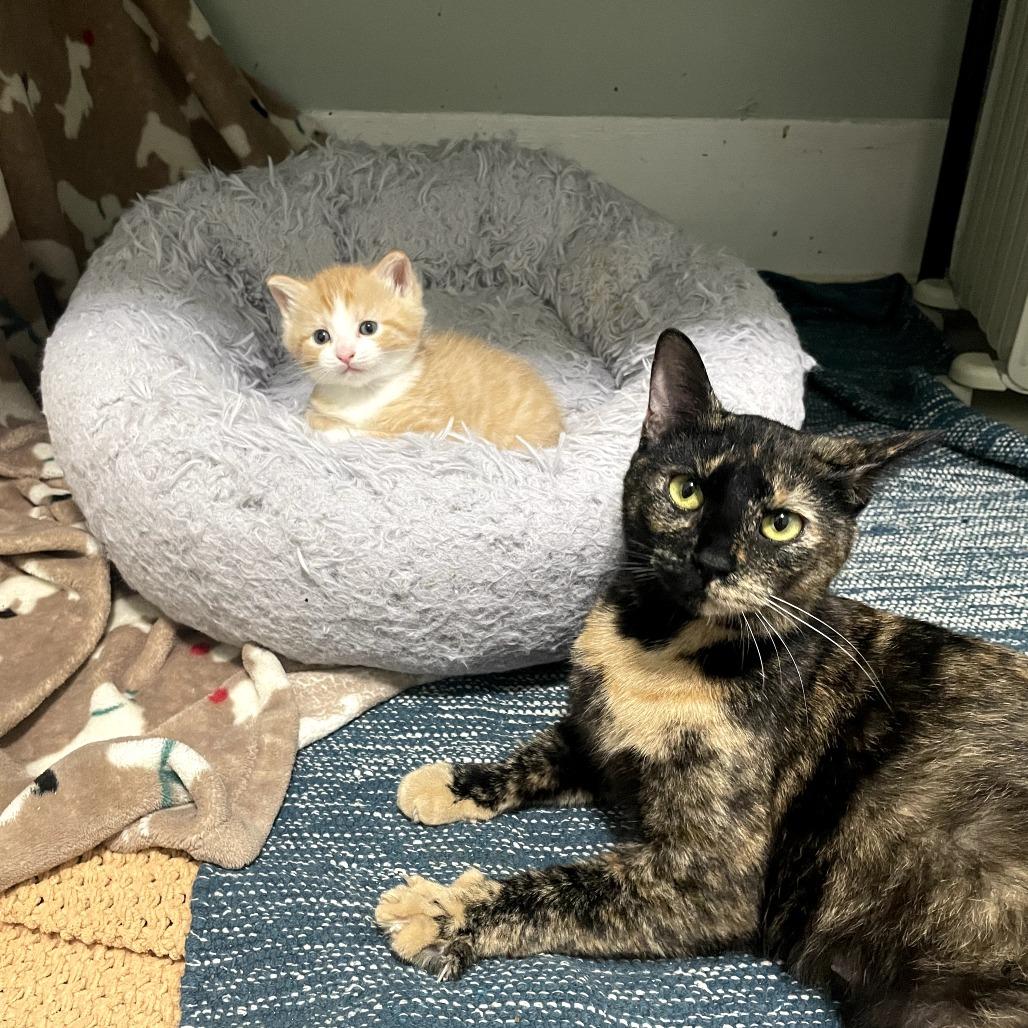 Enlarge Rainbow Dash, a Adoptable Domestic Short Hair in Lexington, KY image 3/5