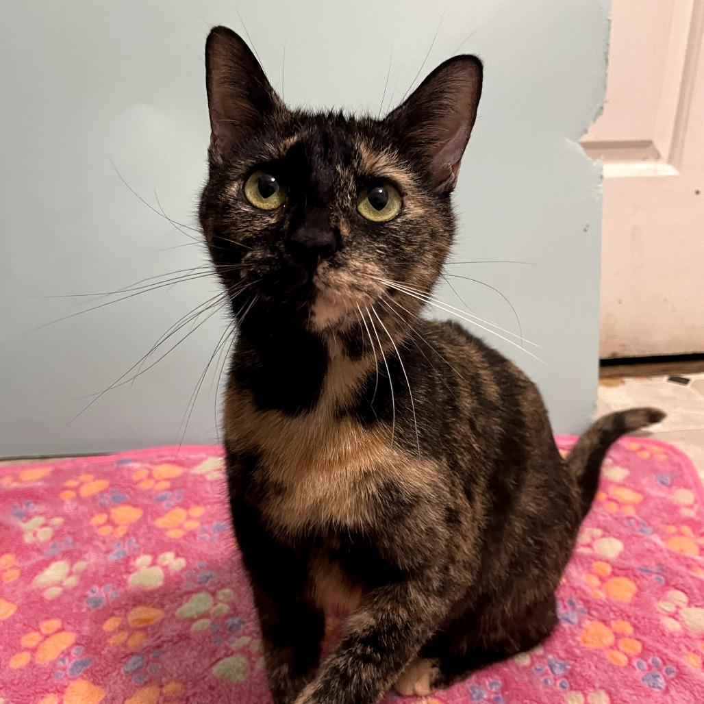 Enlarge Rainbow Dash, a Adoptable Domestic Short Hair in Lexington, KY image 4/5