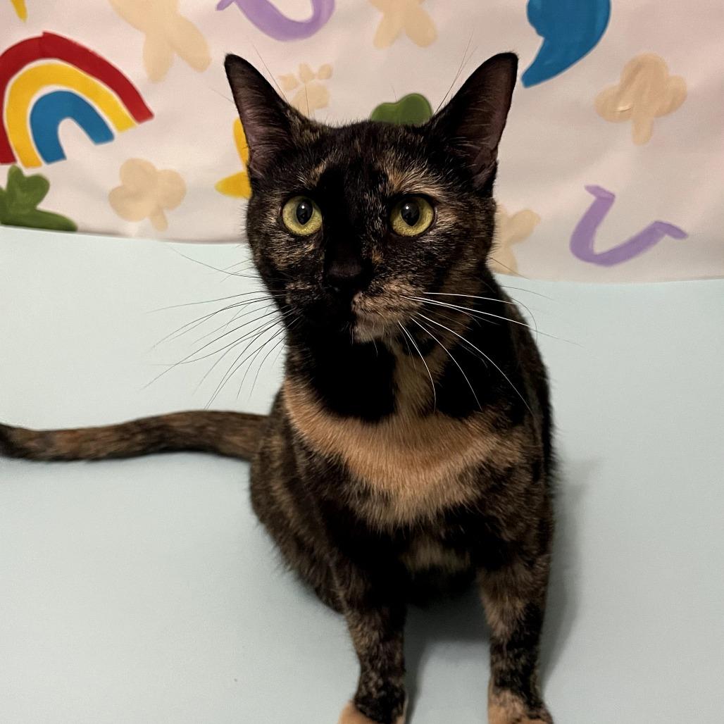 Enlarge Rainbow Dash, a Adoptable Domestic Short Hair in Lexington, KY image 5/5