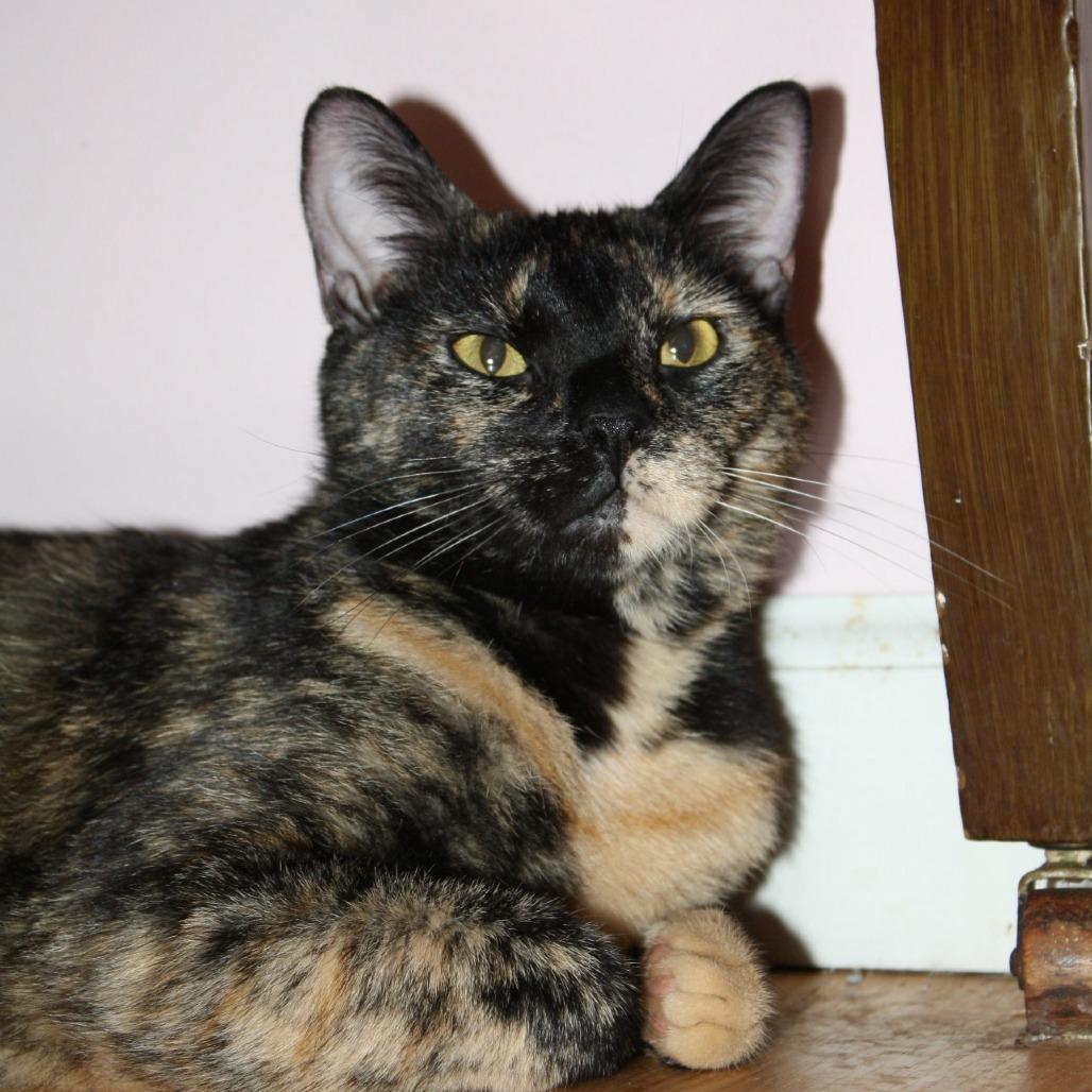 Enlarge Rainbow Dash, a Adoptable Domestic Short Hair in Lexington, KY image 5/5