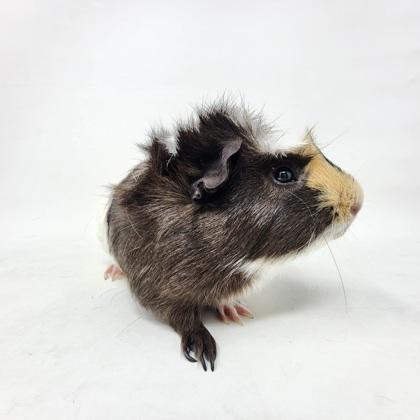 Nash, Adoptable, Adult Male Guinea Pig & Guinea Pig.