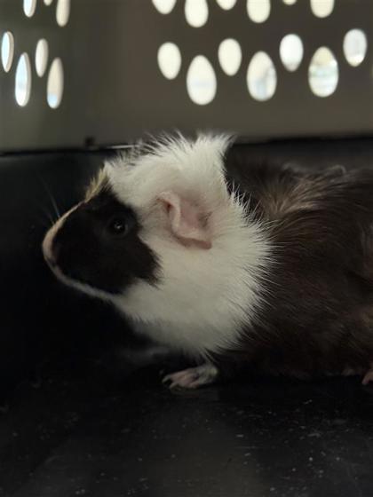 Enlarge Nash, a Adoptable mixed breed in Largo, FL image 1/1