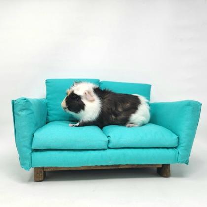 Nash, Adoptable, Adult Male Guinea Pig & Guinea Pig.