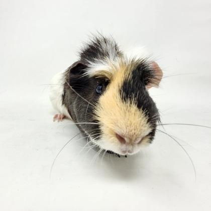 Enlarge Nash, a Adoptable mixed breed in Largo, FL image 2/3