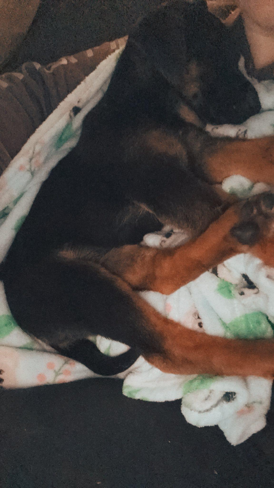Enlarge Athena (11wo, 20lbs), a Adopted German Shepherd Dog in Hinton, WV image 1/3