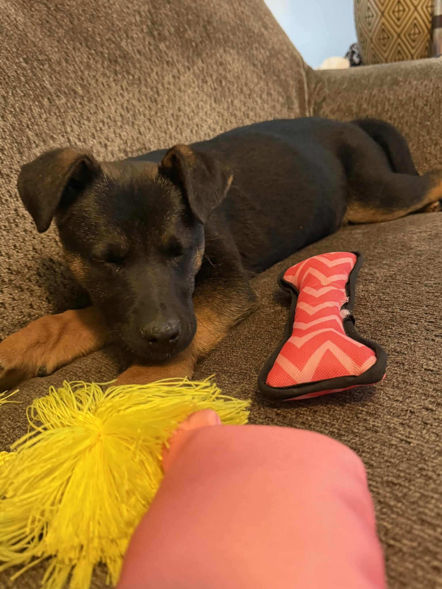 Enlarge Athena (11wo, 20lbs), a Adopted German Shepherd Dog in Hinton, WV image 2/3
