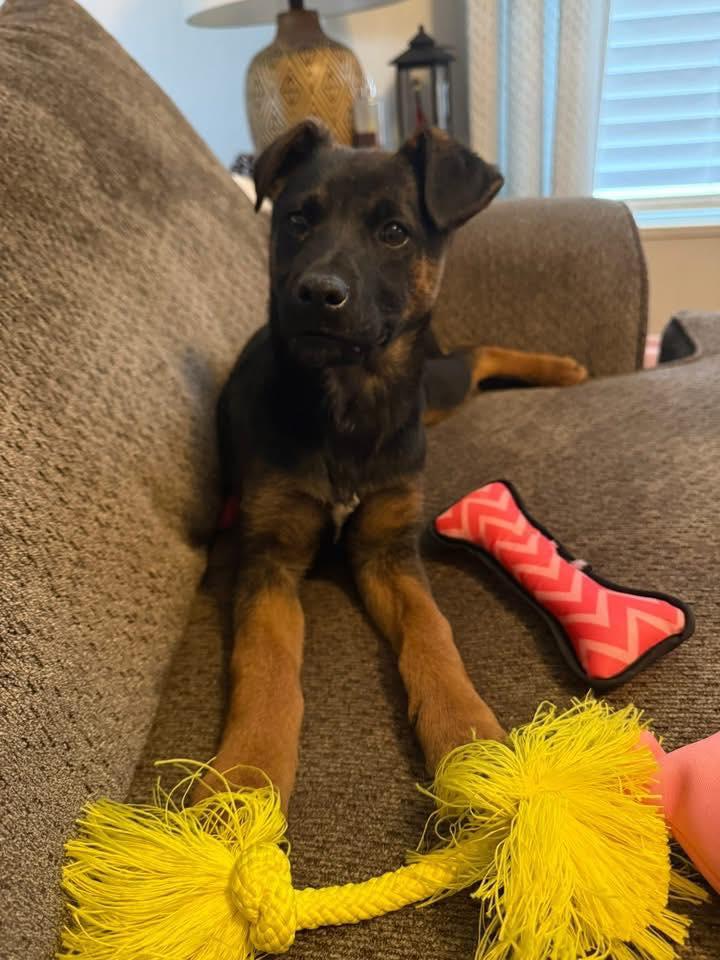 Enlarge Athena (11wo, 20lbs), a Adopted German Shepherd Dog in Hinton, WV image 3/3