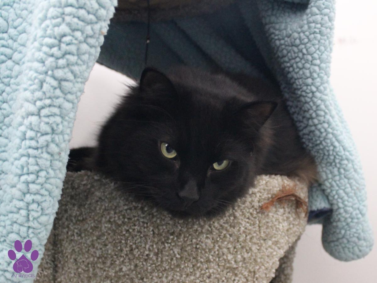 Leo, an adoptable Domestic Long Hair in Missoula, MT, 59808 | Photo Image 2