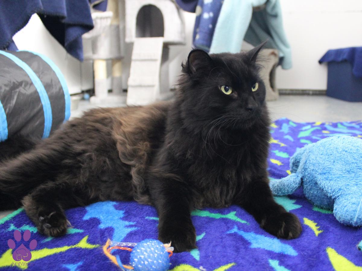 Leo, an adoptable Domestic Long Hair in Missoula, MT, 59808 | Photo Image 1