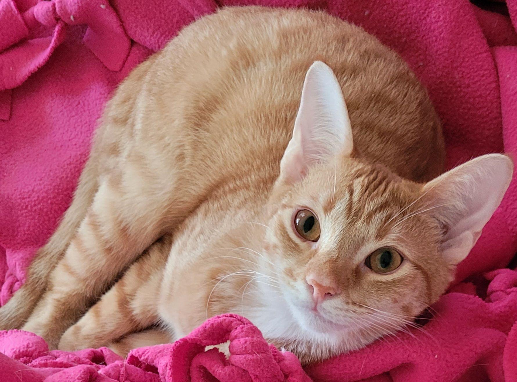 Teddy, a Adoptable mixed breed in Austin, TX image 2/5