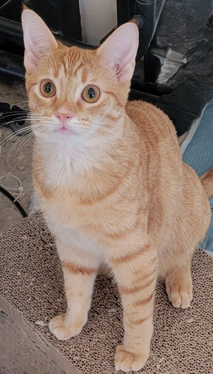 Teddy, a Adoptable mixed breed in Austin, TX image 3/5