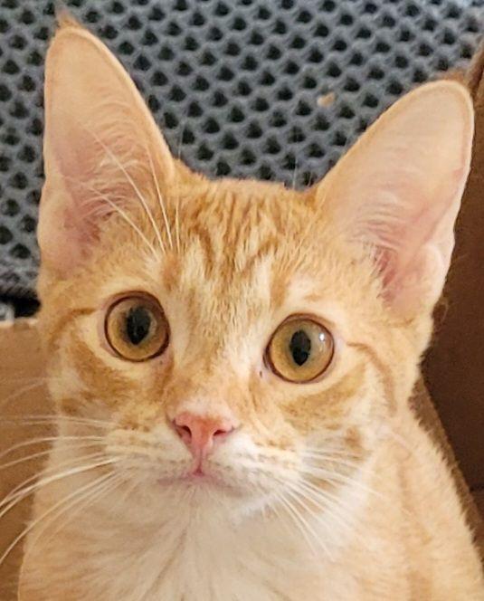 Teddy, Adoptable, Young Male Domestic Short Hair & Tabby.