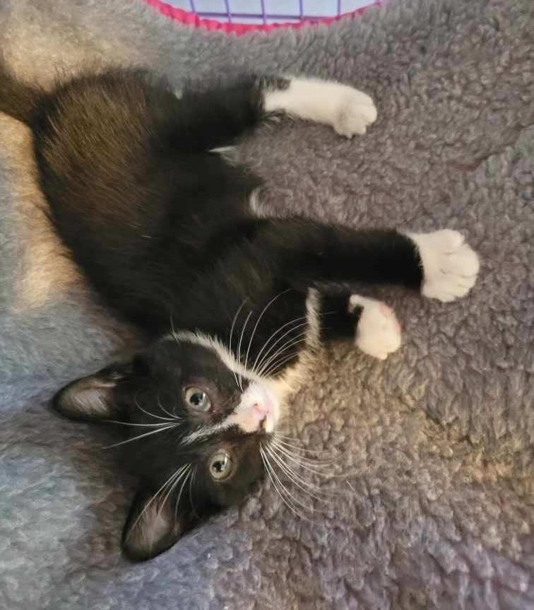 Stella - cutest little biscuit maker in foster care, Baby Female unknown