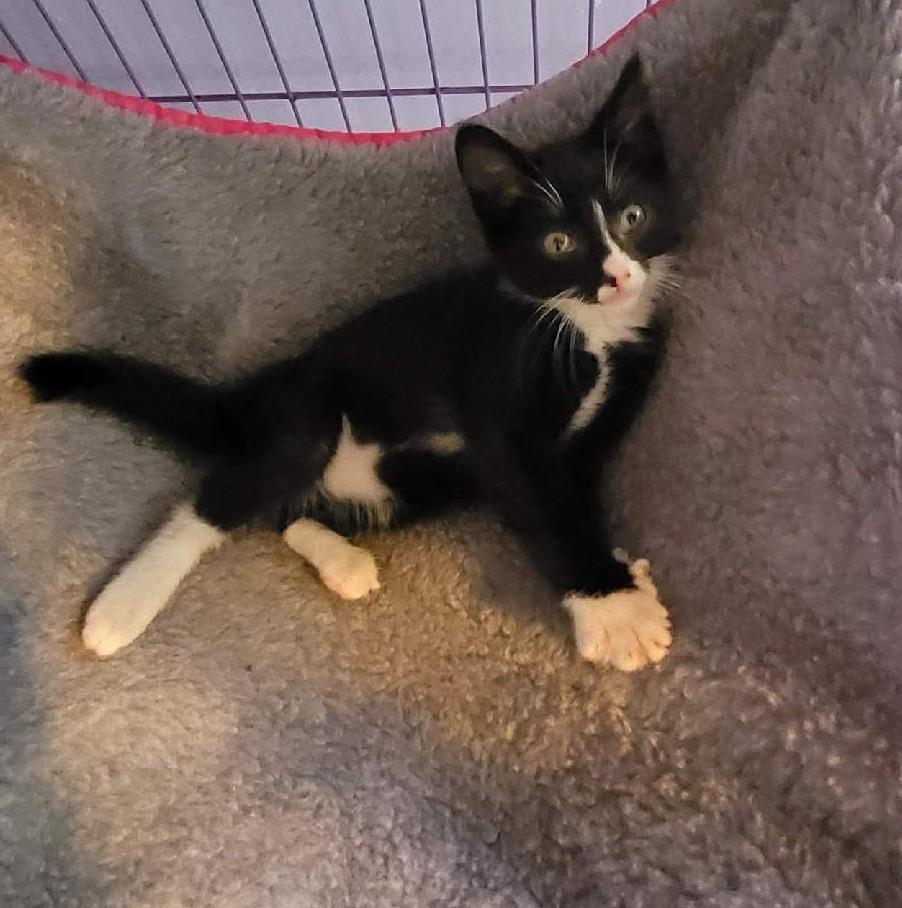Stella - cutest little biscuit maker in foster care photo 2
