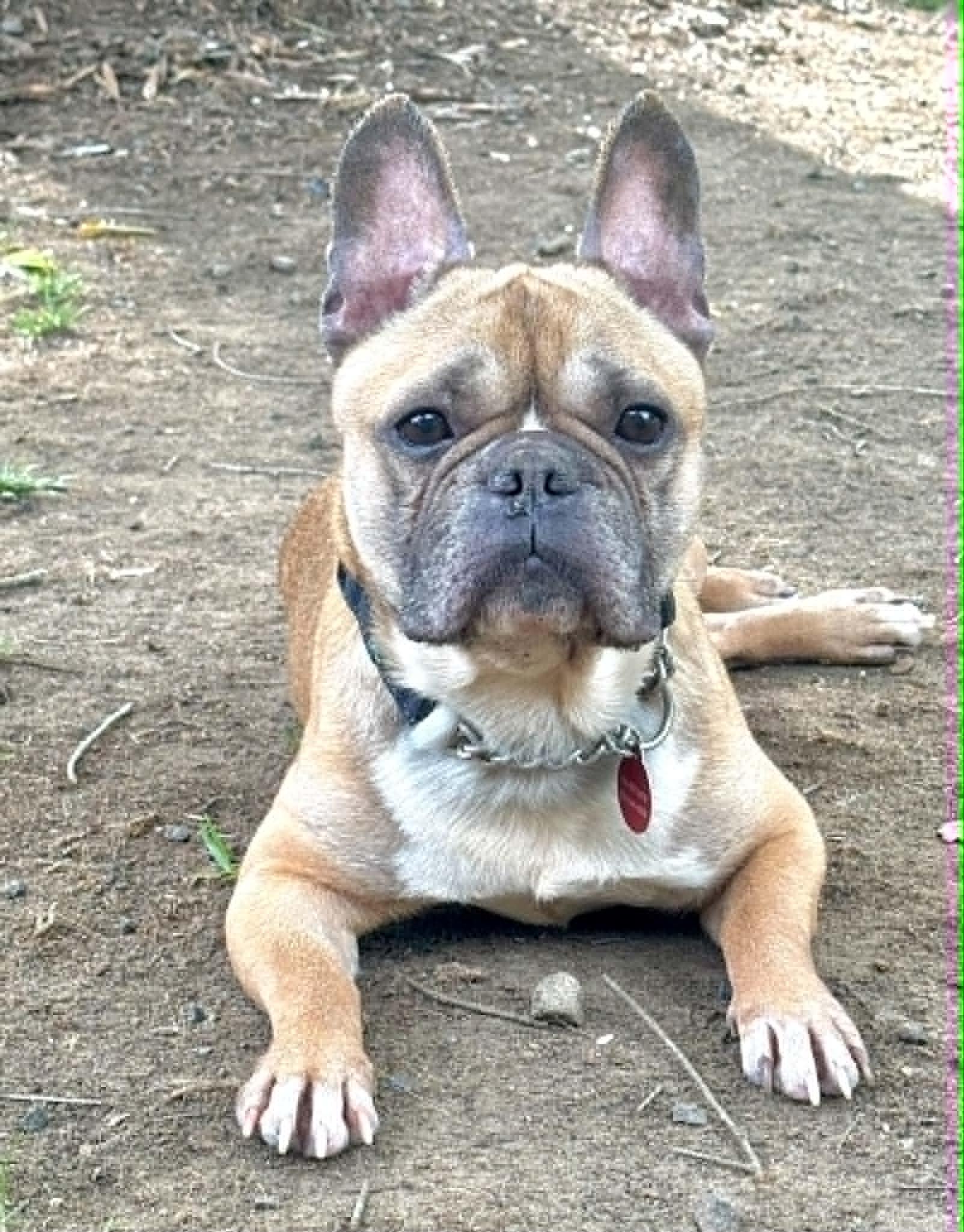 Enlarge Fritz, an adopted French Bulldog in Winston-Salem, NC image 1/6