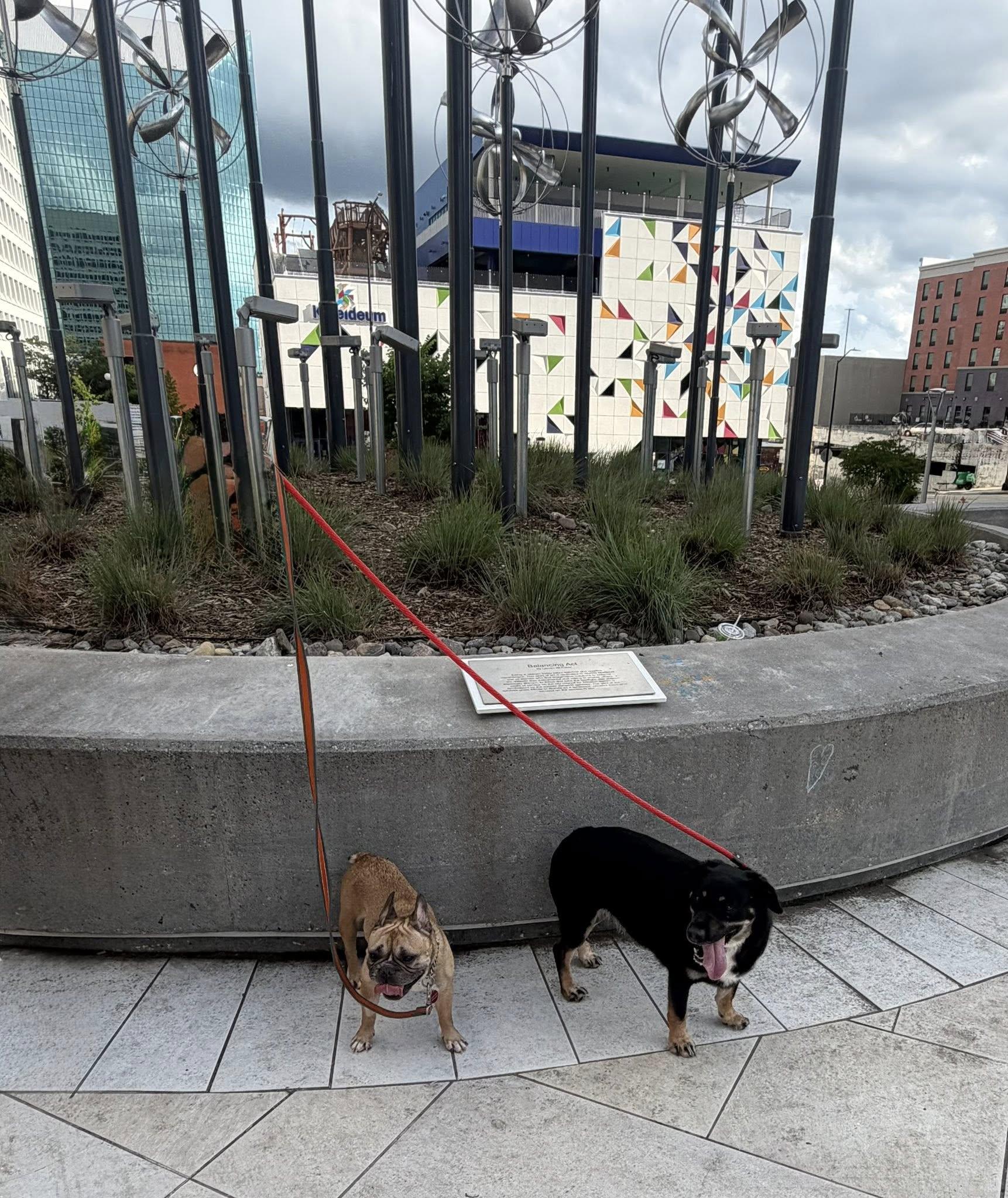 Enlarge Fritz, an adopted French Bulldog in Winston-Salem, NC image 6/6