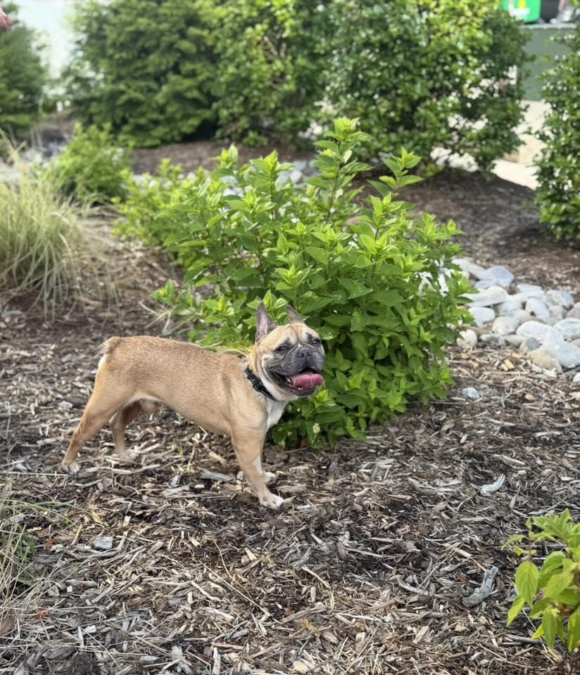 Enlarge Fritz, an adopted French Bulldog in Winston-Salem, NC image 2/6