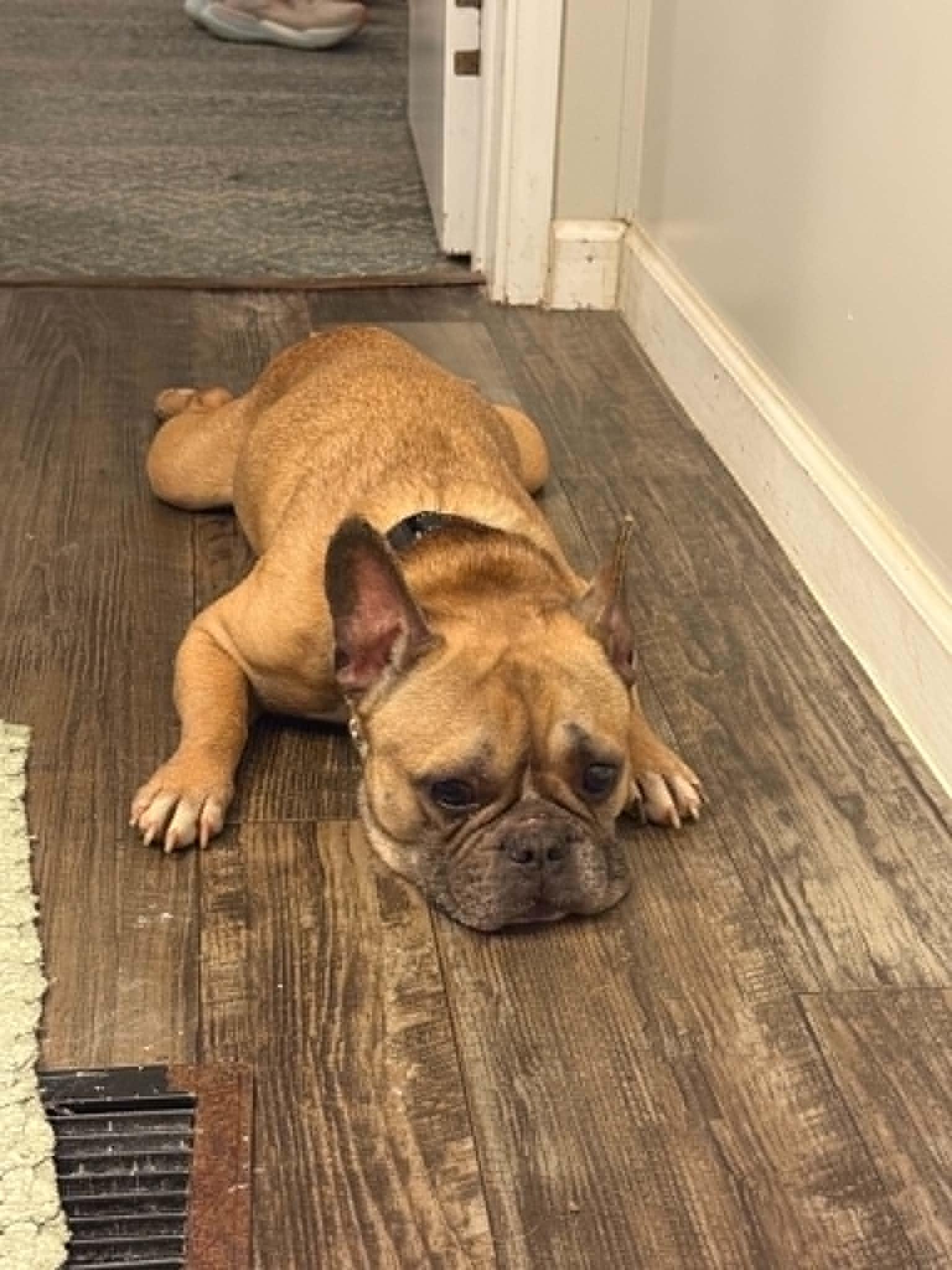 Enlarge Fritz, an adopted French Bulldog in Winston-Salem, NC image 3/6