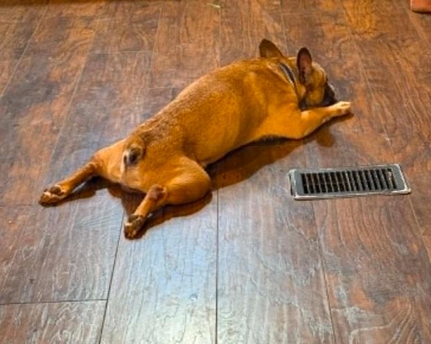 Enlarge Fritz, an adopted French Bulldog in Winston-Salem, NC image 4/6