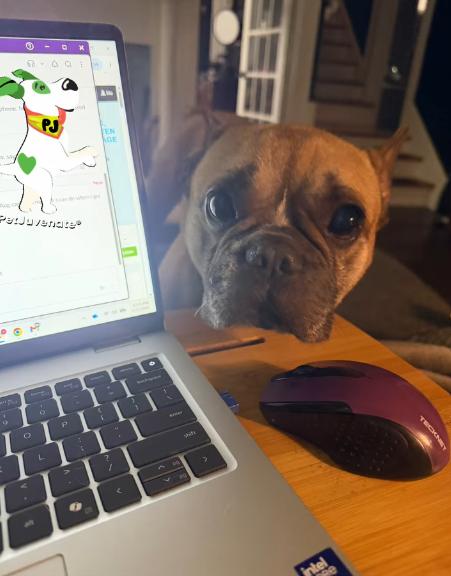 Enlarge Fritz, an adopted French Bulldog in Winston-Salem, NC image 5/6