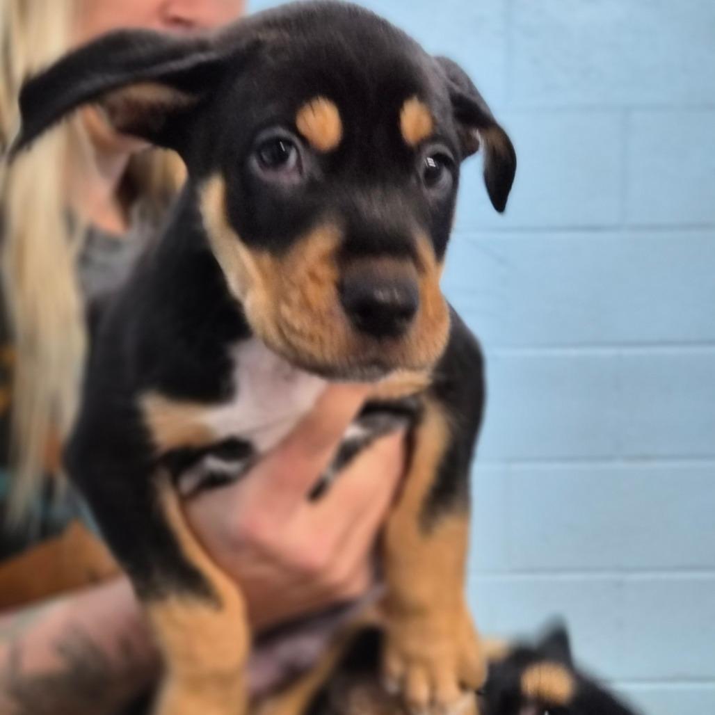 Puddle, Adoptable, Puppy Male Australian Kelpie & Shepherd.