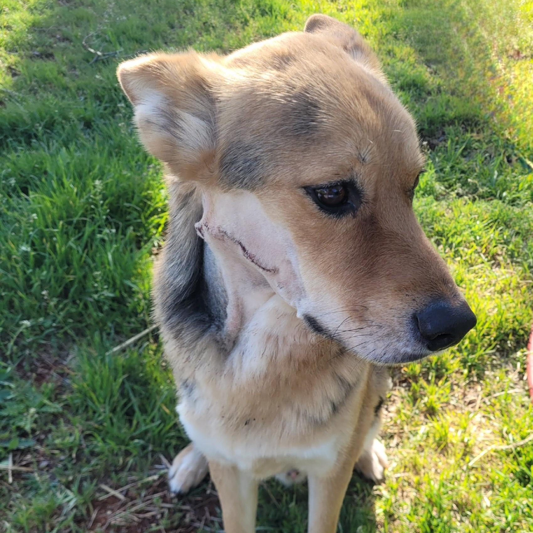 Muttley, Adopted, Adult Male German Shepherd Dog & Australian Cattle Dog / Blue Heeler.
