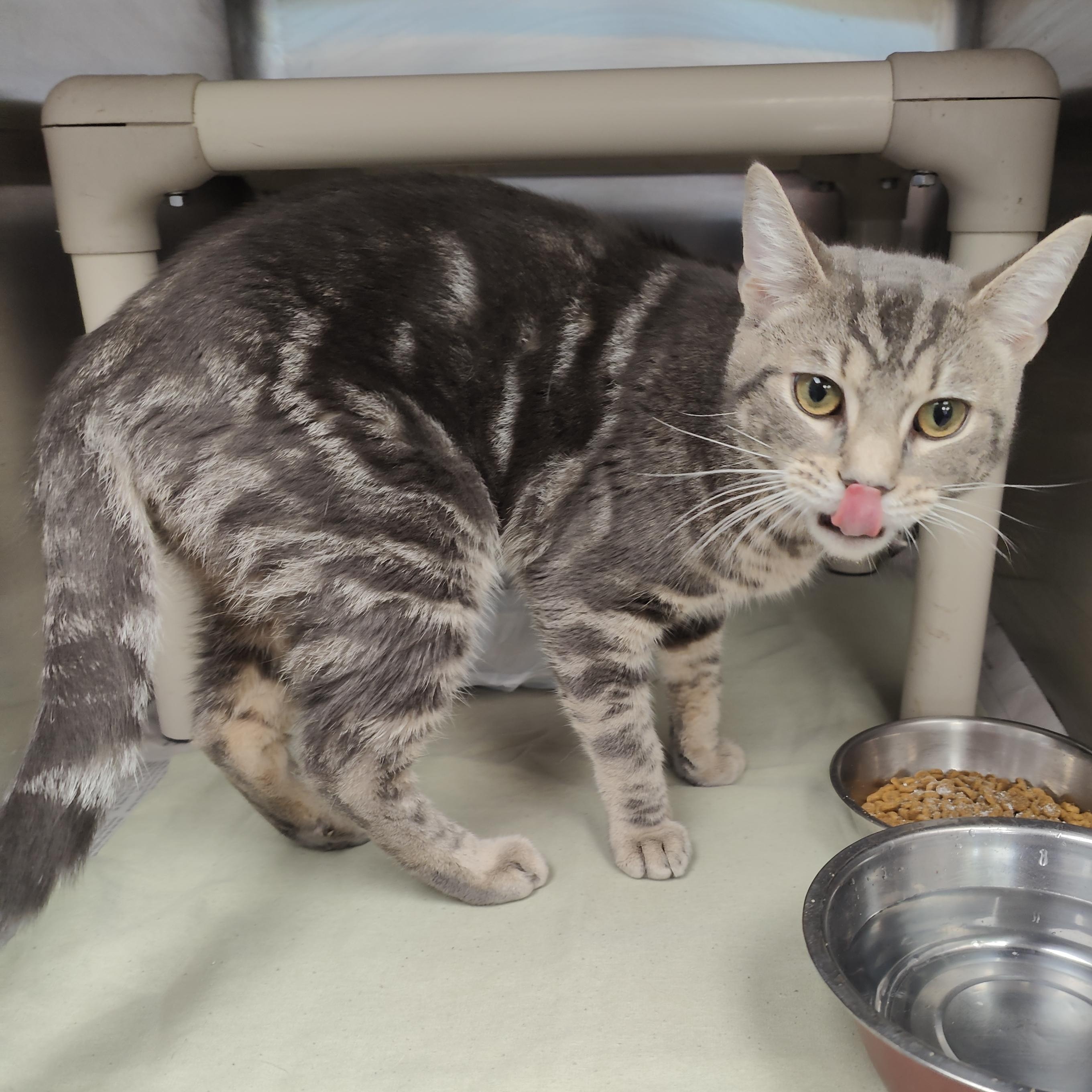 Cappy, an adopted Domestic Short Hair in Jersey city, NJ image 2/2