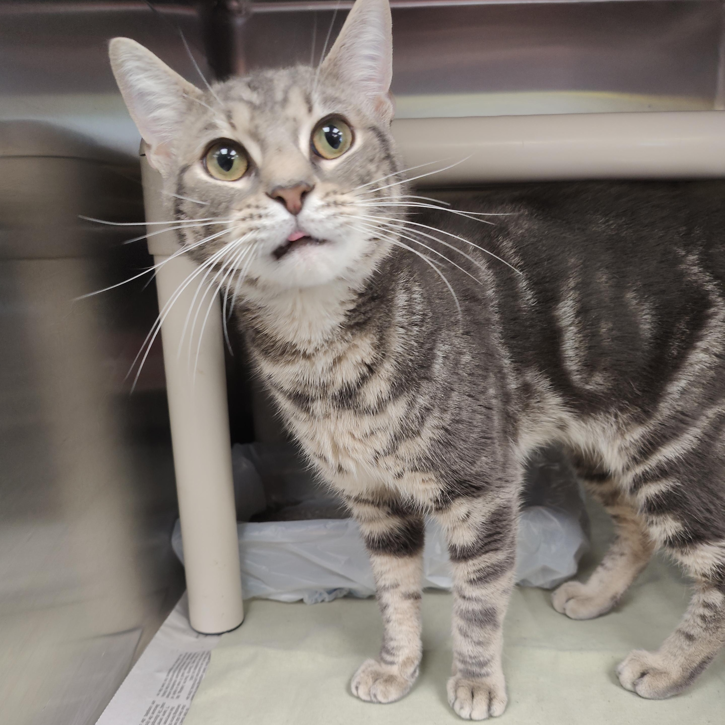 Cappy, adopted, Young Male Domestic Short Hair.