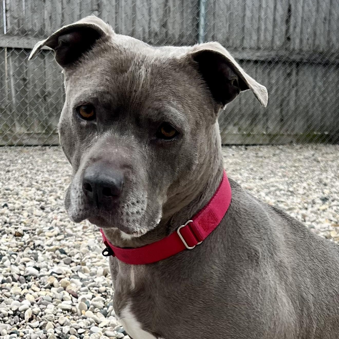Enlarge Millie, a Adoptable Pit Bull Terrier in St. Ignace, MI image 1/4