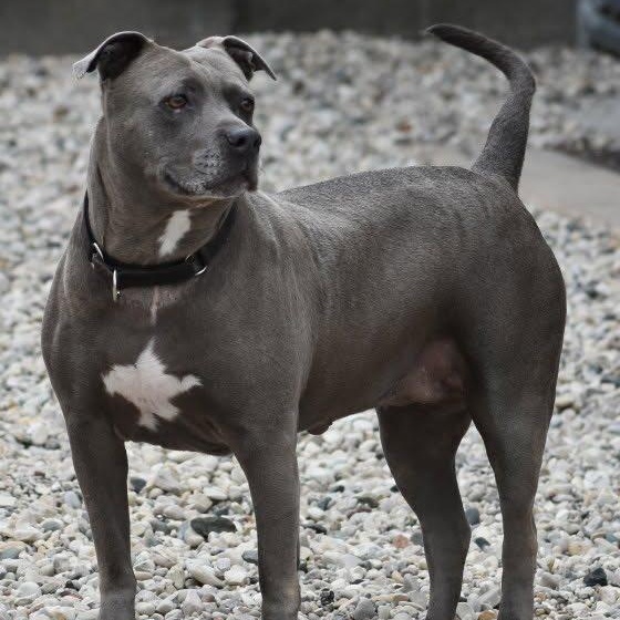 Enlarge Millie, a Adoptable Pit Bull Terrier in St. Ignace, MI image 5/6
