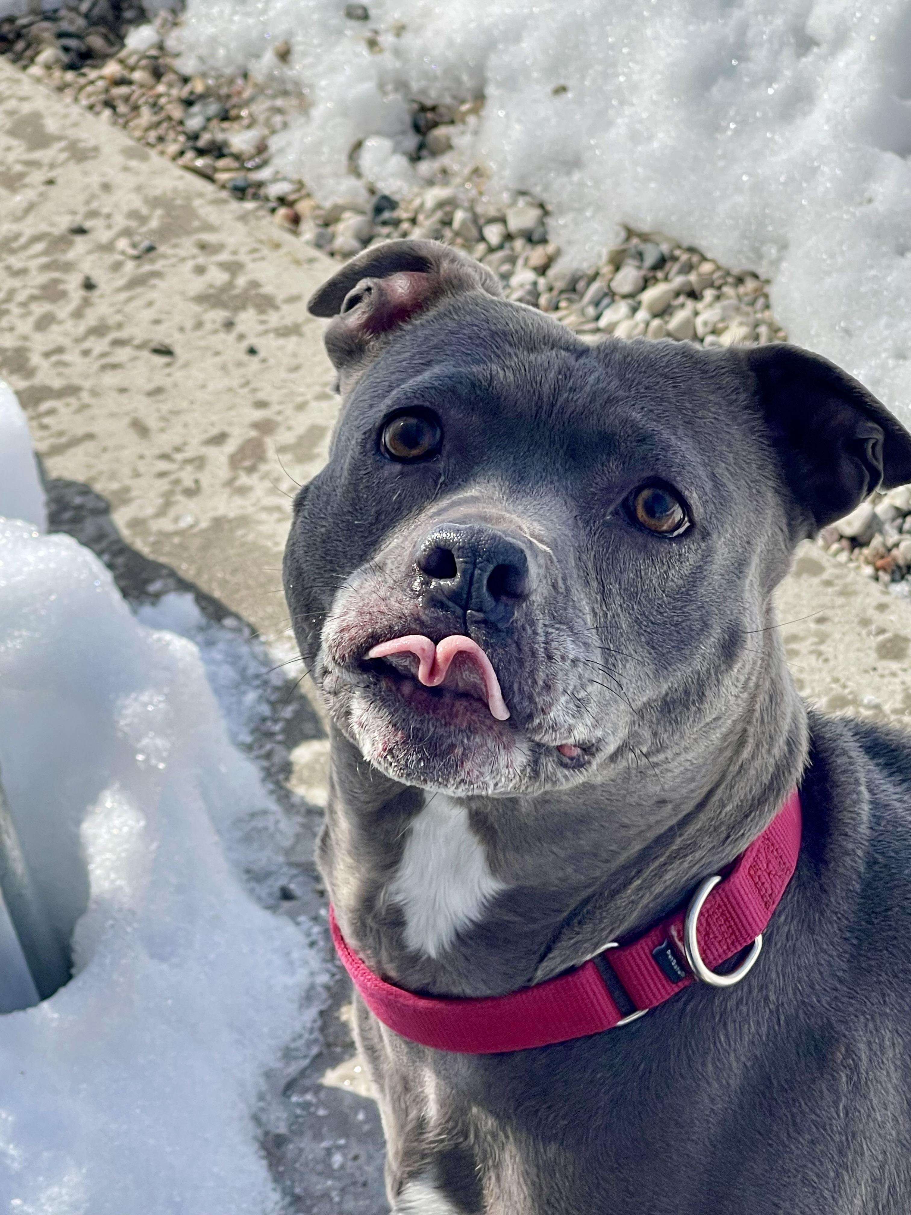 Enlarge Millie, a Adoptable Pit Bull Terrier in St. Ignace, MI image 2/3