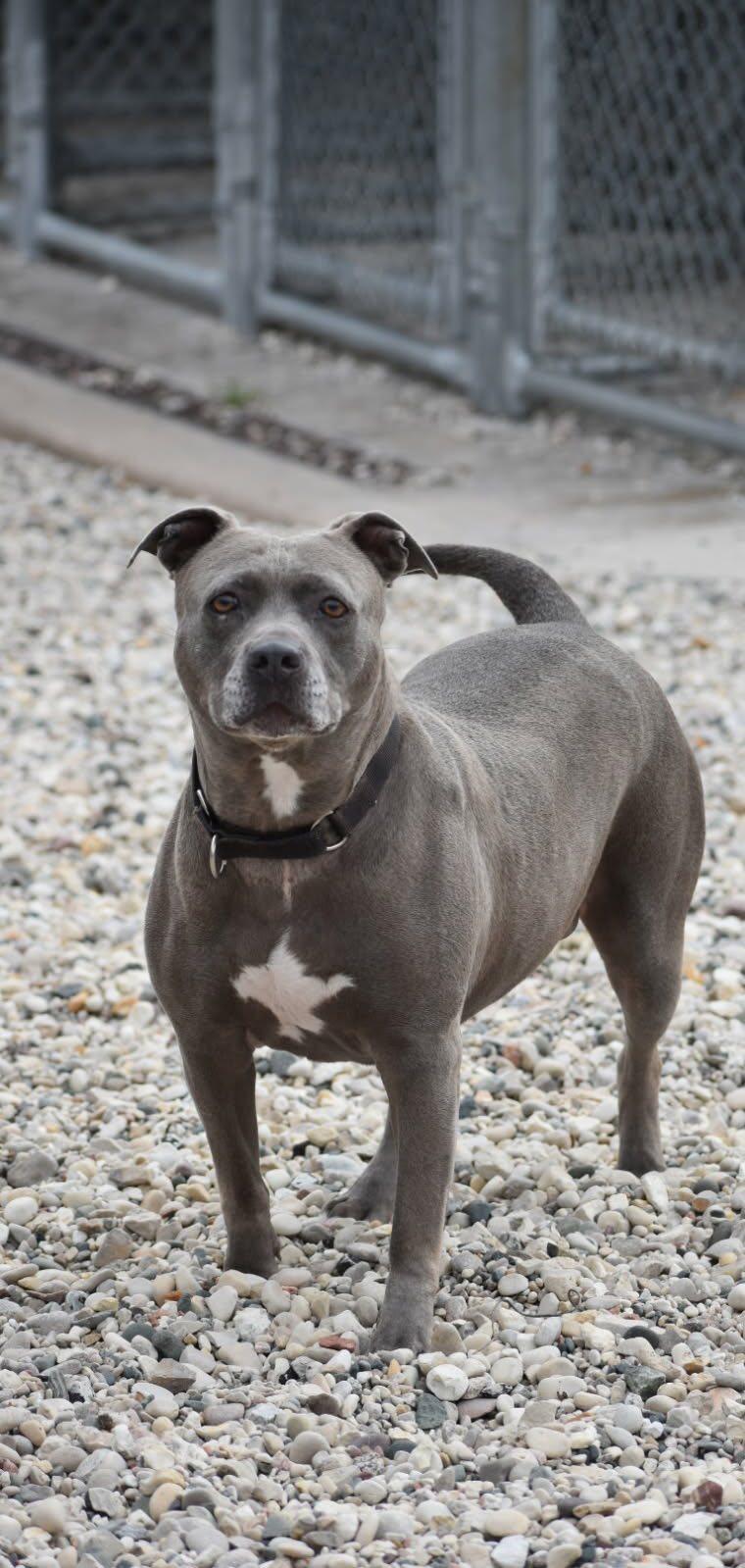 Millie, Adoptable, Adult Female Pit Bull Terrier.