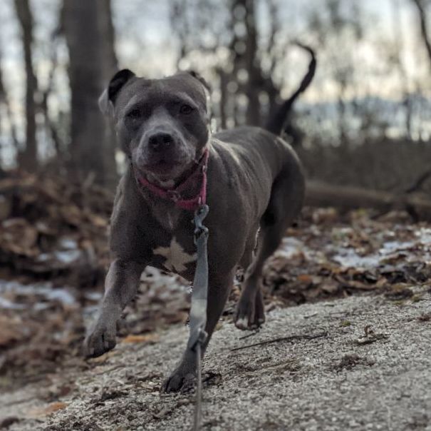 Enlarge Millie, a Adoptable Pit Bull Terrier in St. Ignace, MI image 4/6