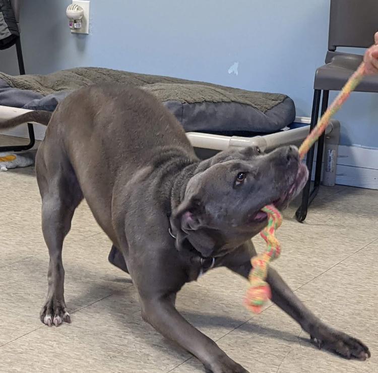 Enlarge Millie, a Adoptable Pit Bull Terrier in St. Ignace, MI image 4/6