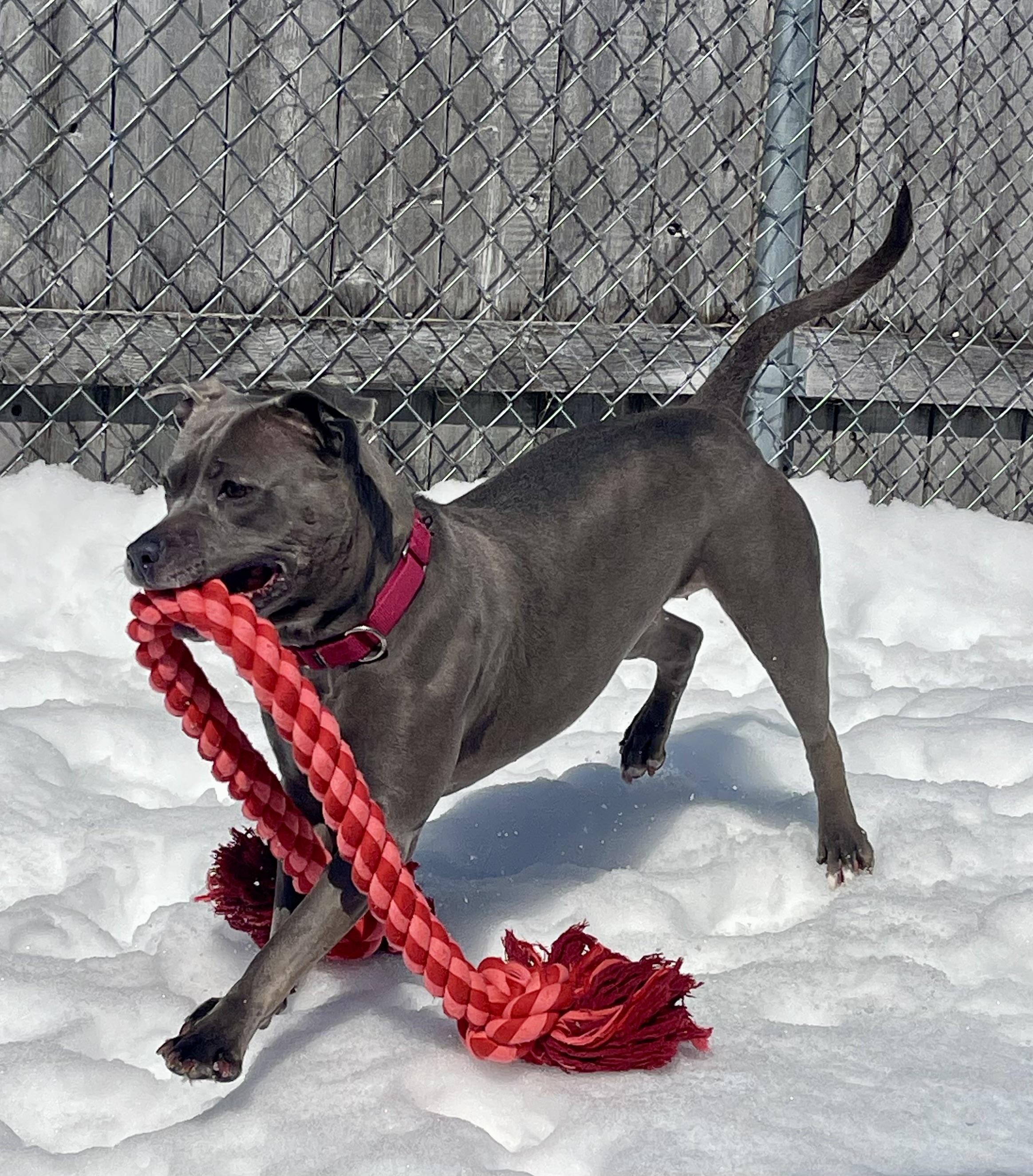 Enlarge Millie, a Adoptable Pit Bull Terrier in St. Ignace, MI image 1/3